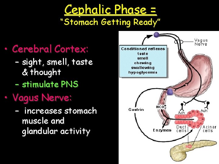 Cephalic Phase = “Stomach Getting Ready” • Cerebral Cortex: – sight, smell, taste &