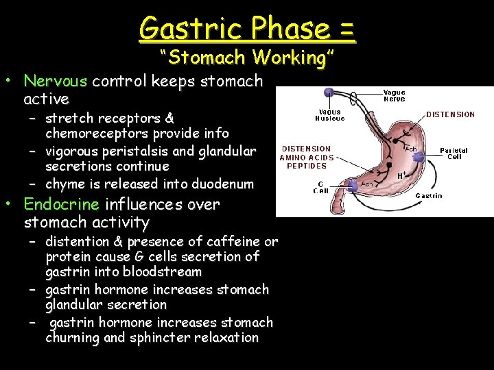 Gastric Phase = “Stomach Working” • Nervous control keeps stomach active – stretch receptors