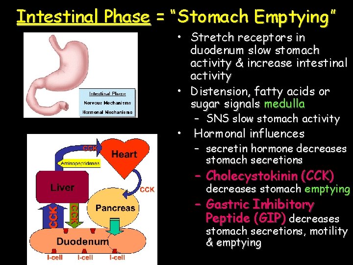 Intestinal Phase = “Stomach Emptying” • Stretch receptors in duodenum slow stomach activity &