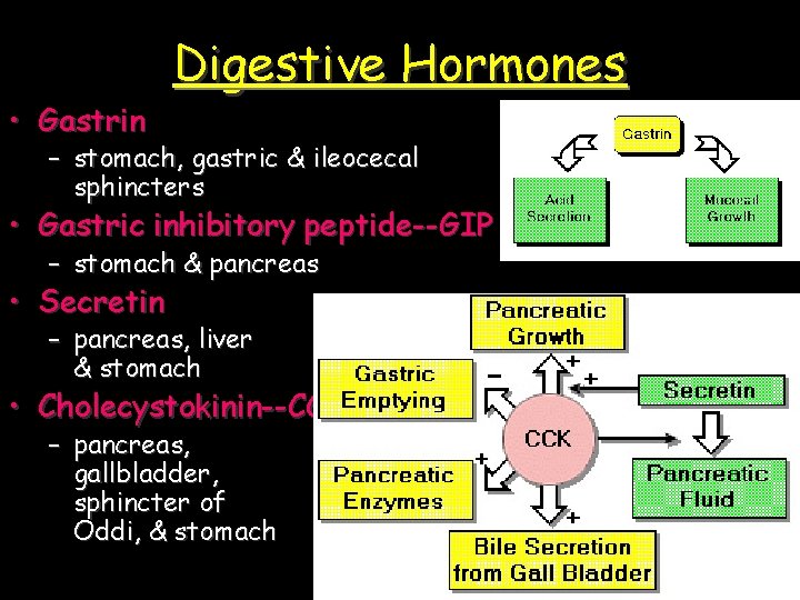  • Gastrin Digestive Hormones – stomach, gastric & ileocecal sphincters • Gastric inhibitory