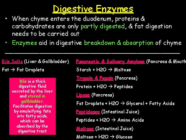 Digestive Enzymes • When chyme enters the duodenum, proteins & carbohydrates are only partly