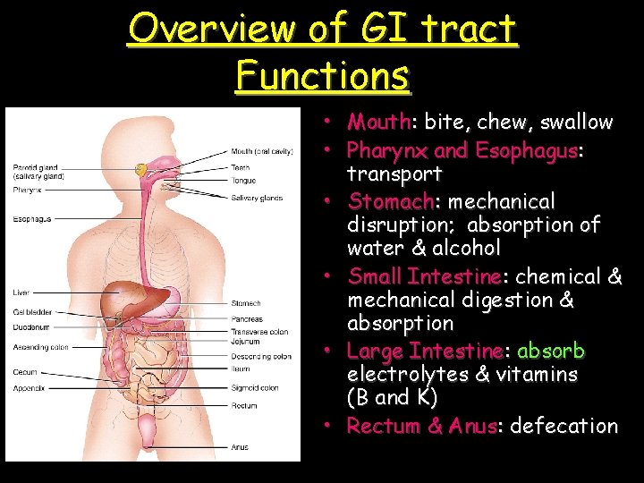 Overview of GI tract Functions • Mouth: bite, chew, swallow • Pharynx and Esophagus: