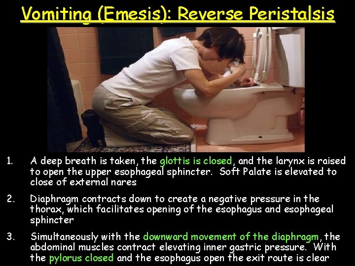 Vomiting (Emesis): Reverse Peristalsis 1. A deep breath is taken, the glottis is closed,