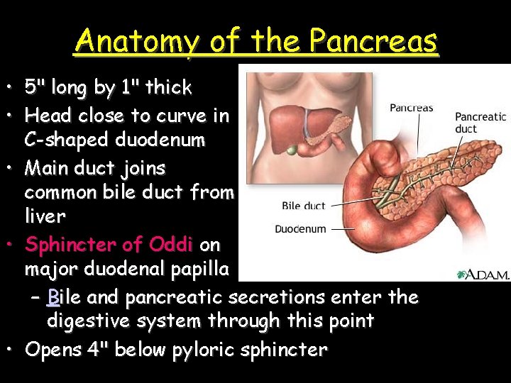 Anatomy of the Pancreas • 5" long by 1" thick • Head close to