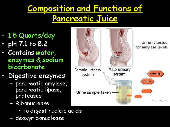 Composition and Functions of Pancreatic Juice • • • 1. 5 Quarts/day p. H
