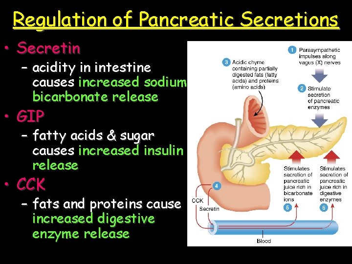 Regulation of Pancreatic Secretions • Secretin – acidity in intestine causes increased sodium bicarbonate