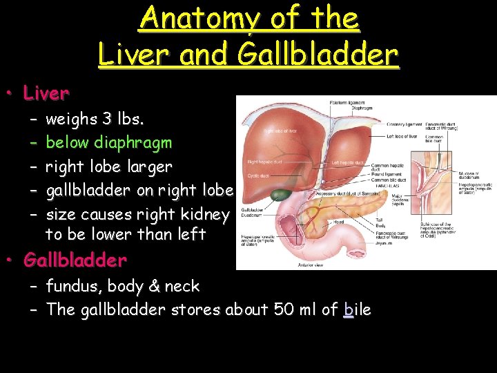 Anatomy of the Liver and Gallbladder • Liver – – – weighs 3 lbs.