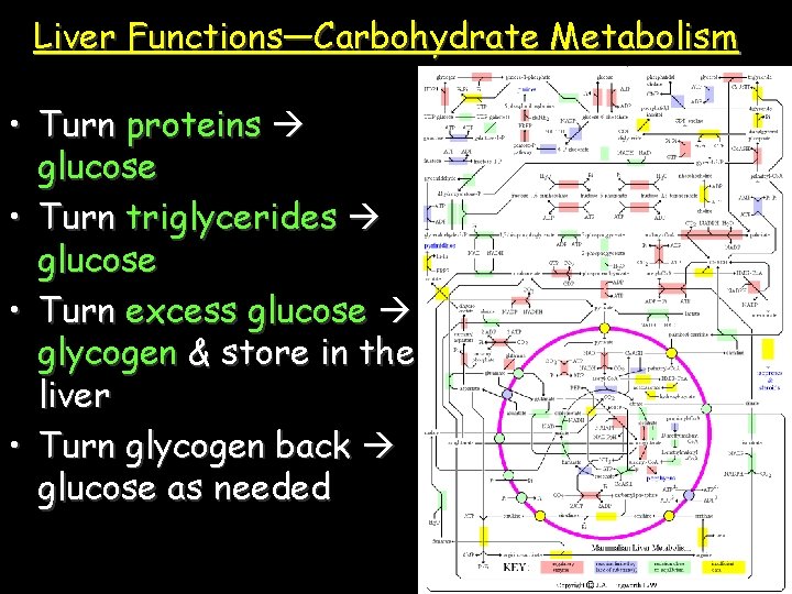 Liver Functions—Carbohydrate Metabolism • Turn proteins glucose • Turn triglycerides glucose • Turn excess