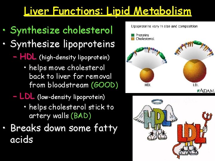Liver Functions: Lipid Metabolism • Synthesize cholesterol • Synthesize lipoproteins – HDL (high-density lipoprotein)