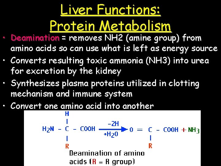 Liver Functions: Protein Metabolism • Deamination = removes NH 2 (amine group) from amino