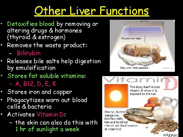 Other Liver Functions • Detoxifies blood by removing or altering drugs & hormones (thyroid