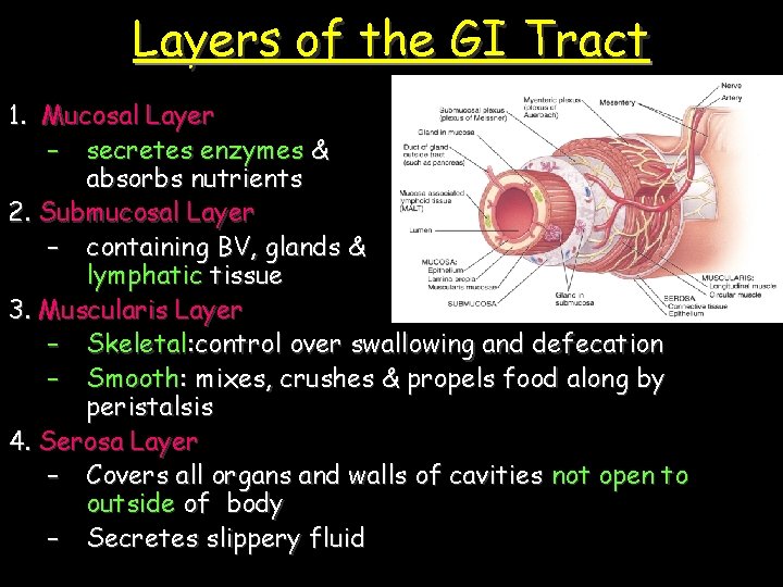 Layers of the GI Tract 1. Mucosal Layer – secretes enzymes & absorbs nutrients