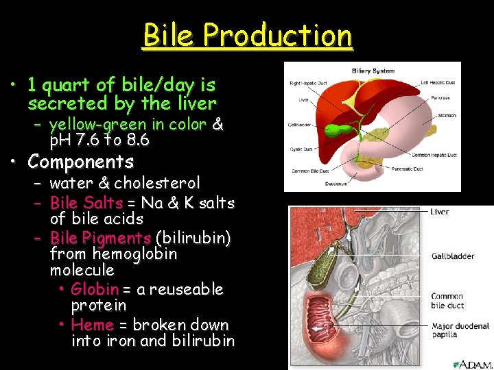 Bile Production • 1 quart of bile/day is secreted by the liver – yellow-green