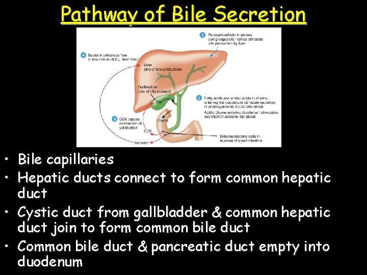 Pathway of Bile Secretion • Bile capillaries • Hepatic ducts connect to form common