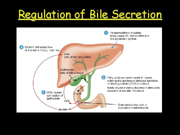 Regulation of Bile Secretion 