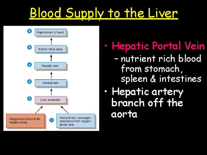 Blood Supply to the Liver • Hepatic Portal Vein – nutrient rich blood from