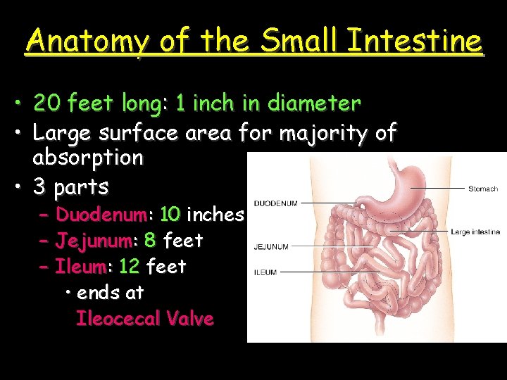 Anatomy of the Small Intestine • 20 feet long: 1 inch in diameter •