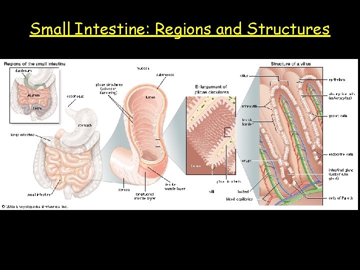 Small Intestine: Regions and Structures 
