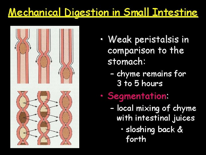 Mechanical Digestion in Small Intestine • Weak peristalsis in comparison to the stomach: –