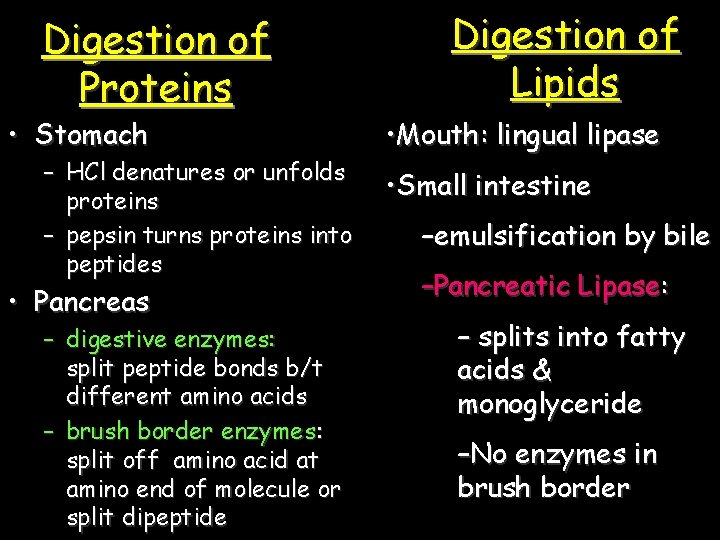 Digestion of Proteins • Stomach – HCl denatures or unfolds proteins – pepsin turns