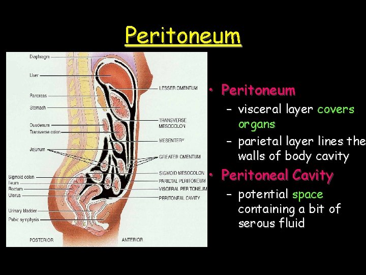 Peritoneum • Peritoneum – visceral layer covers organs – parietal layer lines the walls