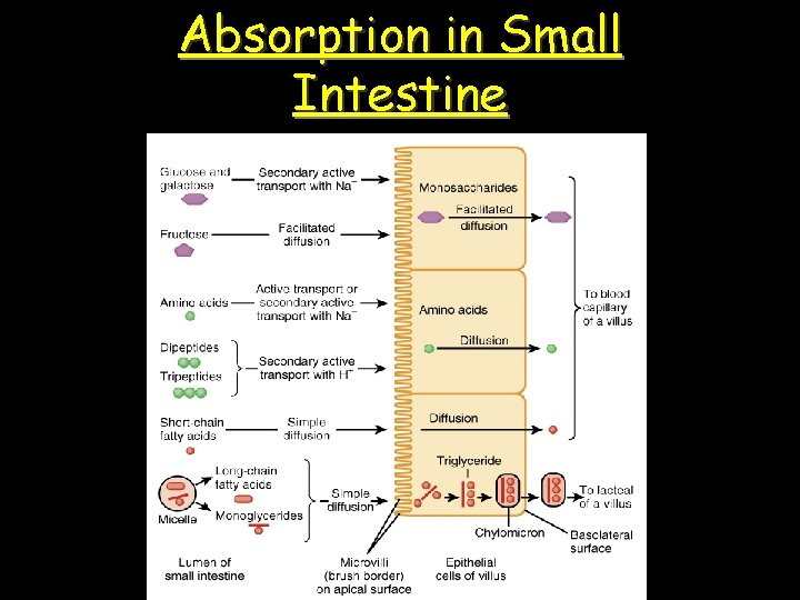 Absorption in Small Intestine 
