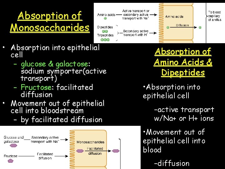 Absorption of Monosaccharides • Absorption into epithelial cell – glucose & galactose: sodium symporter(active