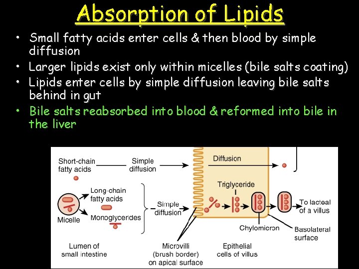 Absorption of Lipids • Small fatty acids enter cells & then blood by simple