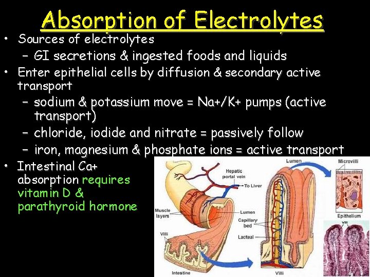 Absorption of Electrolytes • Sources of electrolytes – GI secretions & ingested foods and