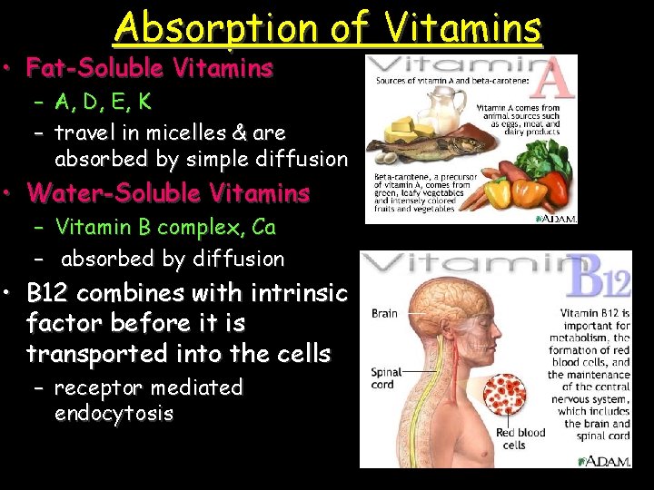Absorption of Vitamins • Fat-Soluble Vitamins – A, D, E, K – travel in