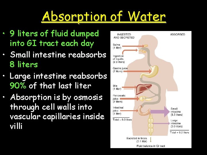 Absorption of Water • 9 liters of fluid dumped into GI tract each day