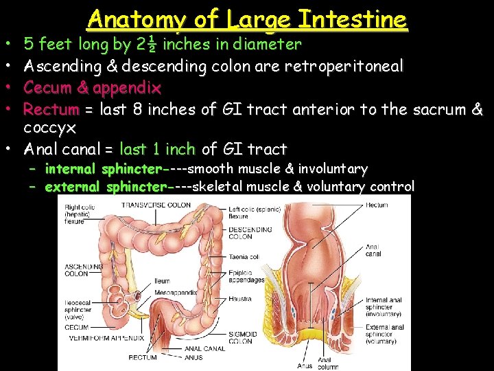  • • Anatomy of Large Intestine 5 feet long by 2½ inches in