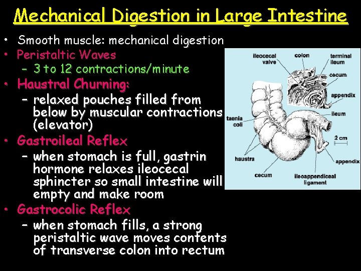 Mechanical Digestion in Large Intestine • Smooth muscle: mechanical digestion • Peristaltic Waves –