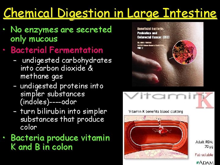 Chemical Digestion in Large Intestine • No enzymes are secreted only mucous • Bacterial