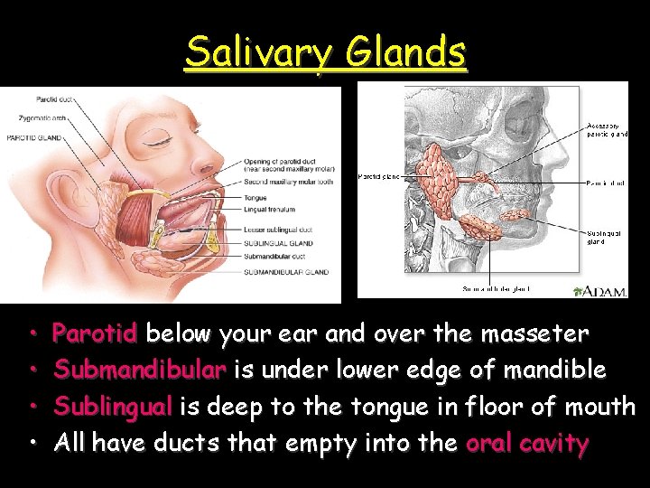 Salivary Glands • • Parotid below your ear and over the masseter Submandibular is