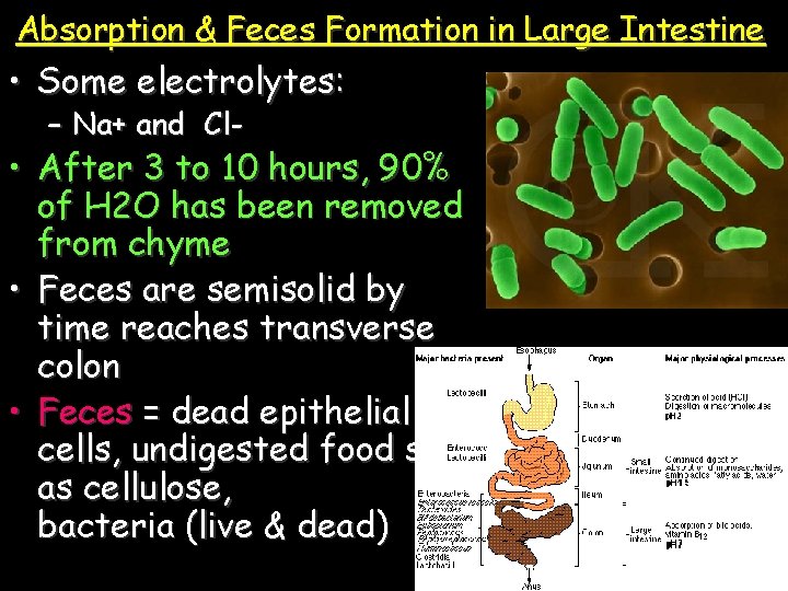 Absorption & Feces Formation in Large Intestine • Some electrolytes: – Na+ and Cl-