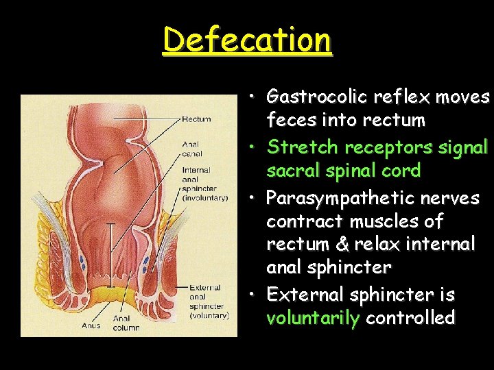 Defecation • Gastrocolic reflex moves feces into rectum • Stretch receptors signal sacral spinal