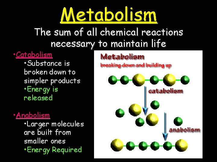 Metabolism The sum of all chemical reactions necessary to maintain life • Catabolism •