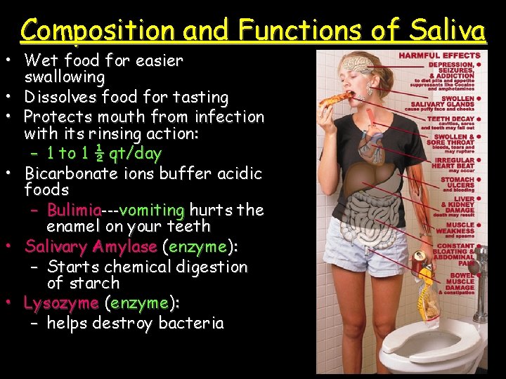 Composition and Functions of Saliva • Wet food for easier swallowing • Dissolves food