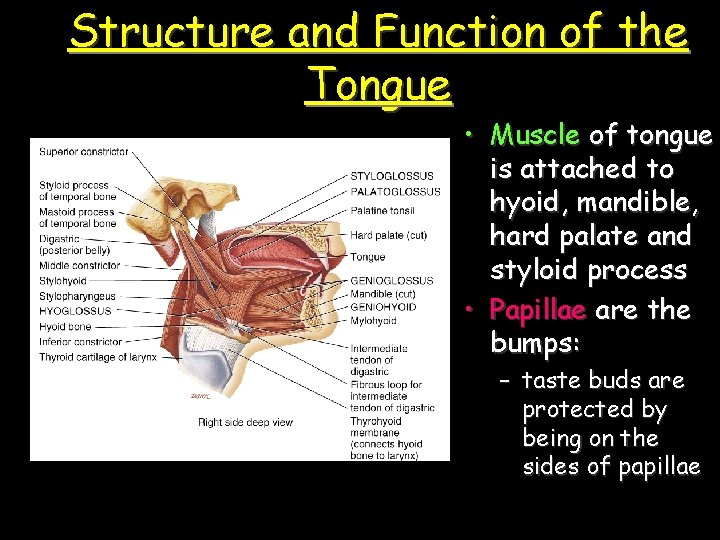 Structure and Function of the Tongue • Muscle of tongue is attached to hyoid,