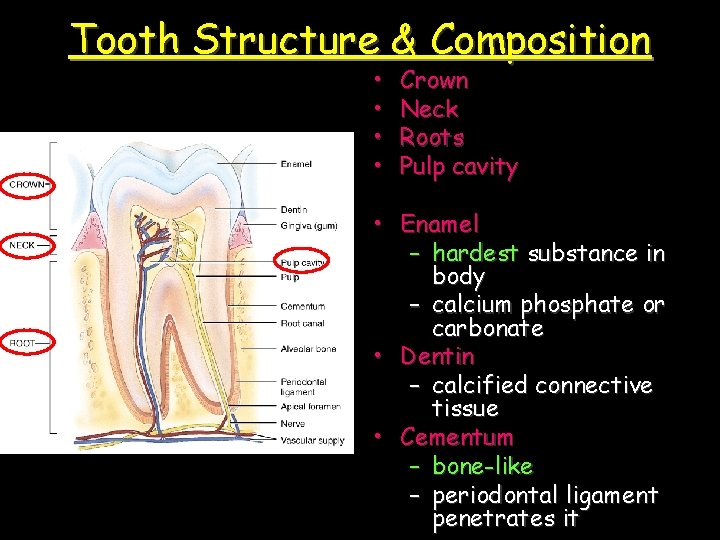 Tooth Structure & Composition • • Crown Neck Roots Pulp cavity • Enamel –