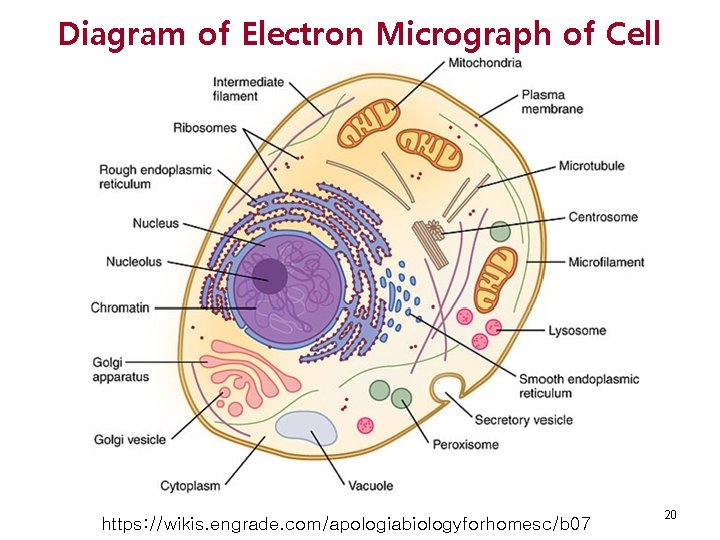 Diagram of Electron Micrograph of Cell https: //wikis. engrade. com/apologiabiologyforhomesc/b 07 20 