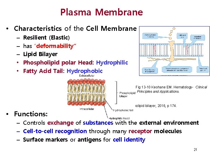 Plasma Membrane • Characteristics of the Cell Membrane – – – • • Resilient