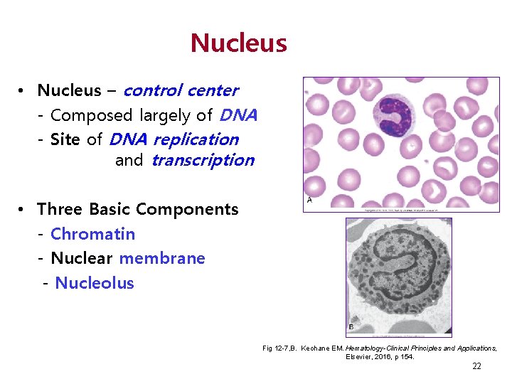 Nucleus • Nucleus – control center - Composed largely of DNA - Site of