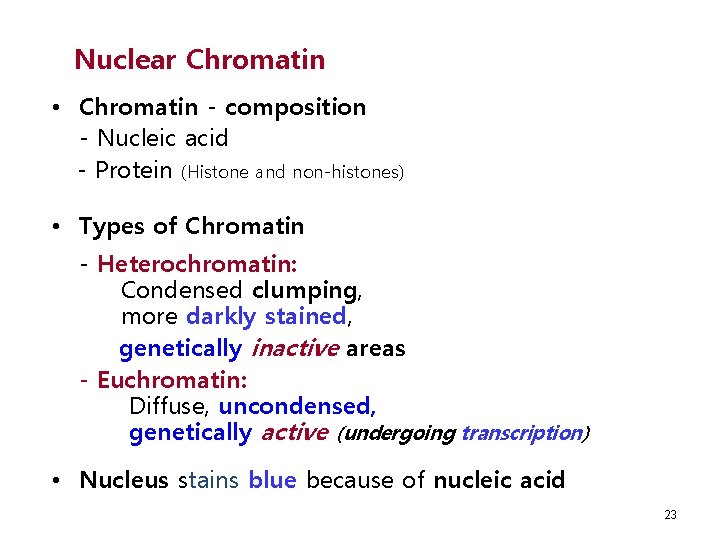 Nuclear Chromatin • Chromatin - composition - Nucleic acid - Protein (Histone and non-histones)
