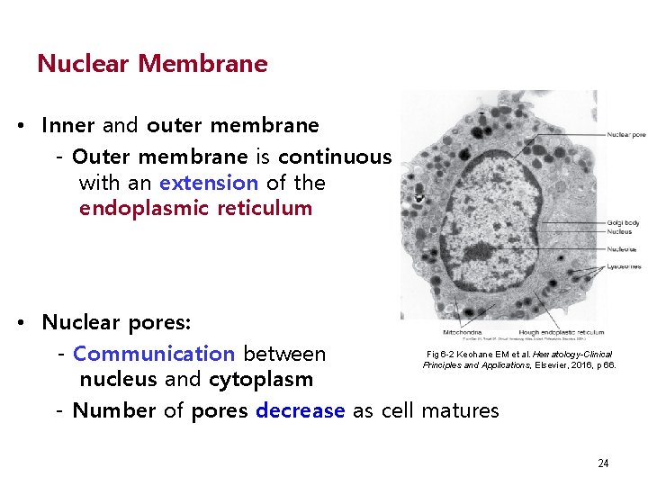 Nuclear Membrane • Inner and outer membrane - Outer membrane is continuous with an