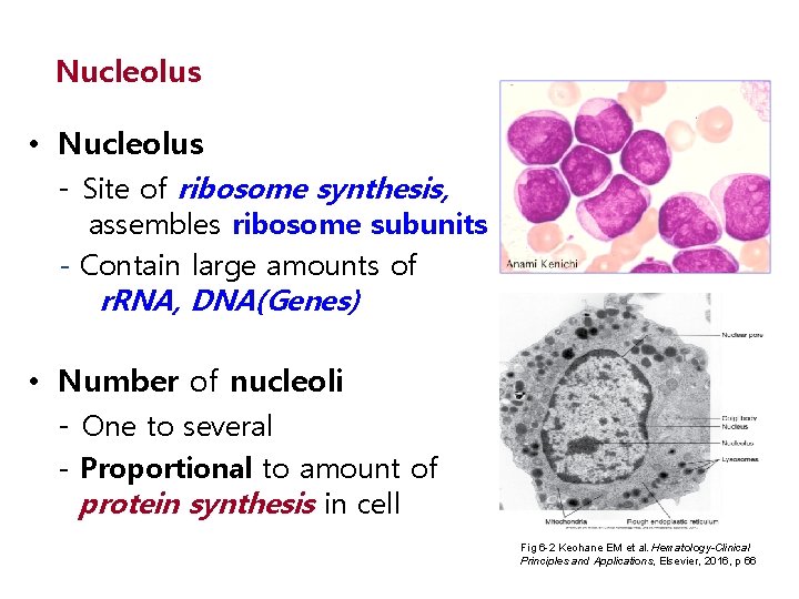 Nucleolus • Nucleolus - Site of ribosome synthesis, assembles ribosome subunits - Contain large