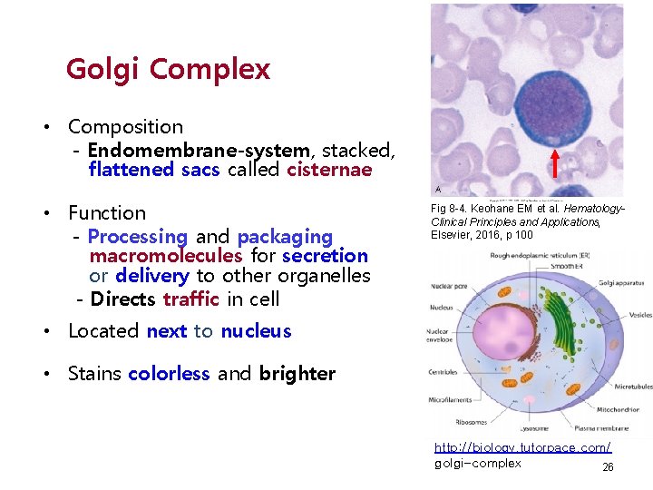 Golgi Complex • Composition - Endomembrane-system, stacked, flattened sacs called cisternae • Function -