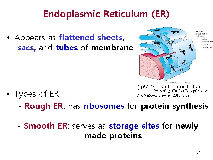 Endoplasmic Reticulum (ER) • Appears as flattened sheets, sacs, and tubes of membrane Fig