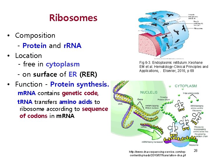 Ribosomes • Composition - Protein and r. RNA • Location - free in cytoplasm